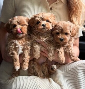 Maltipoo - 3