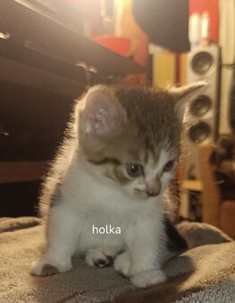 Koťátečka - 3