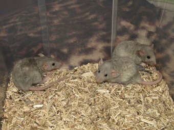 Dumbo, rex, obláčkový efekt - potkánci s výpisem předků - 3