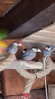 Rýžovník šedý - 3