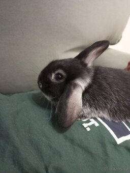 Zakrslý beránek králíček - 3