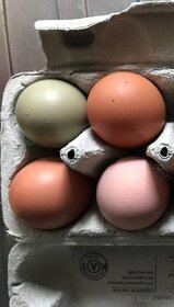 Násadová vejce slepic - 3