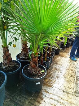 Washingtonia robusta, palmy - 3
