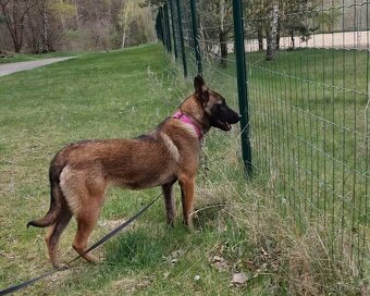 FREYA K ADOPCI - dokonalá parťačka - 3
