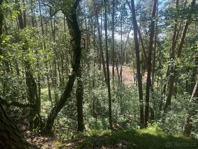 Prodej lesa 27 933 m², Nebužely okr. Mělník - 3