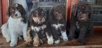 Lagotto romagnolo ( italský vodní pes) - 3