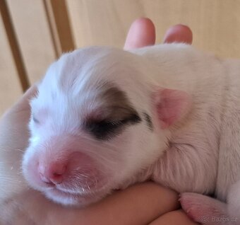 Štěňátko Coton de Tulear - 3