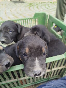Kříženec labradora - 3