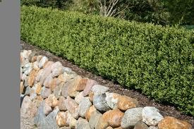 Buxus sazenice - 3