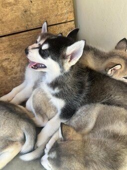 Sibiřský husky štěňátka - 3