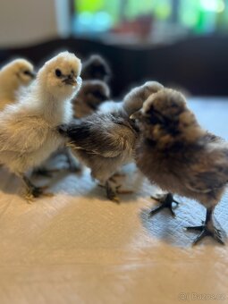 Hedvábnička velká 8-10dní 🐣🐣🐣 - 3