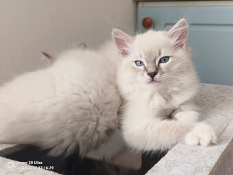 Koťata Ragdoll - 3