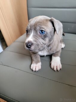 Stafordšírský bulterier - 3