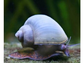 Plž Ampulária žlutá a modrá - 3