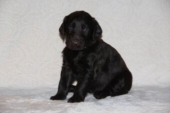 Flat Coated Retriever - 3