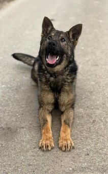 Německý ovčák - fena s PP - 3