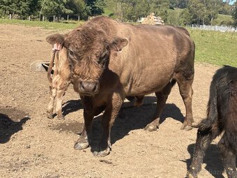 Plemenný býk Galloway - 3