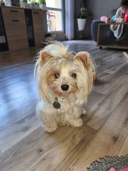 Golddust jorkšírsky terier s PP - 3