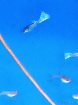 Gupky,paví očka - 3