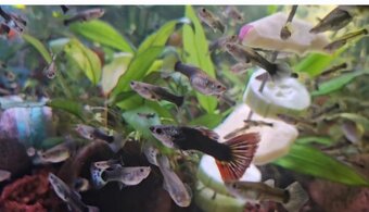 Paví očka Guppky Prachaticko 100 ks - 3