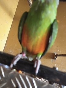 Papoušek senegalský - 3