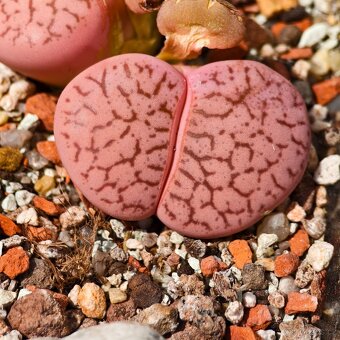 Lithops - Conophytum - 3