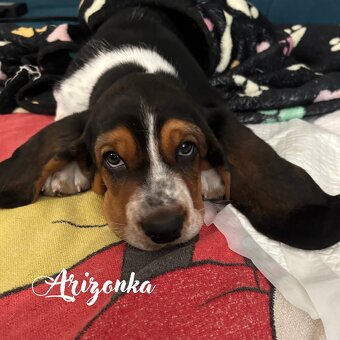 Basset Hound - štěňátka - 3