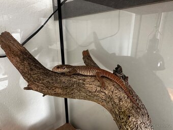 Varanus exanthematicus - 3