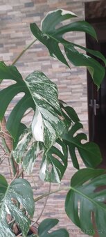 Monstera albo - 3