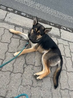 ALI - štěně, cca 20 kg, 7 měsíců - 3