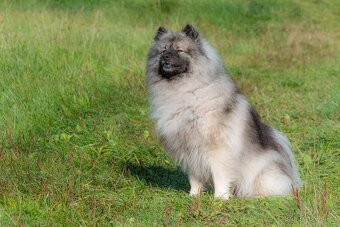 Německý špic vlčí Keeshond - 3