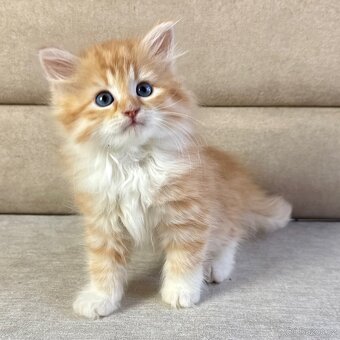 Sibiřská kočka - kocourek Michael s PP - 3