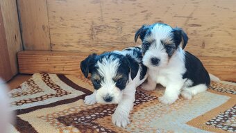 Biewr jokšír teriér - 3