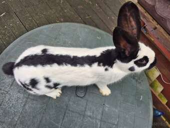 Německý obrovitý strakáč - samice - 3