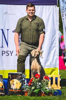 Výmarský ohař ~ Výmar ~ štěňata s PP - 3