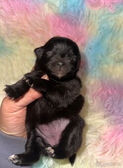 Pomeranian Pomerian Pomik s PP - 3
