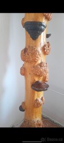 Dekorativní dřevěná .přírodní lakované dřevo pro dekoraci - 3