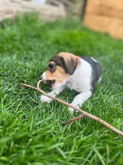 Jack Russel Terier - 3