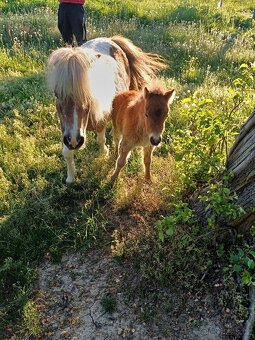 Mini pony - 3