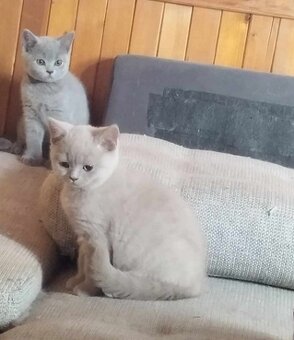Britská koťata s PP - kocourek a kočička - 3