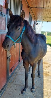Roční valach otec QH, matka welsh+A1/1 - 3