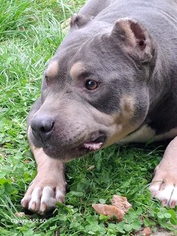 American bully -krytie štandart - 3