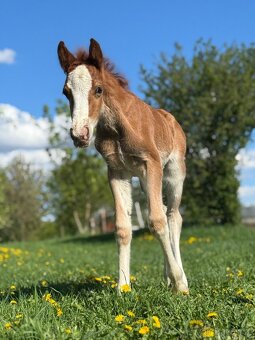 Welsh cob - hřebeček (možnost luxusní páry do kočáru) - 3