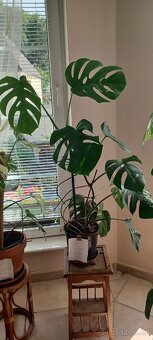 Monstera albo - 3