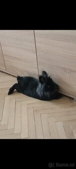 Daruji králíka - 3
