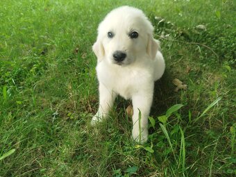 Zlatý retrívr / retriever - 3