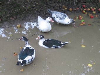 Kačeny (pižmovky) - 3