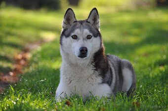 Šteniatka Husky s PP - 3