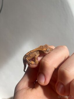 Pagekon řasnatý - 3