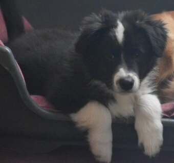 Border kolie s PP - 3